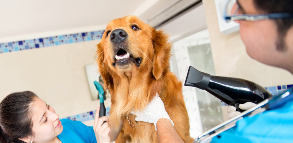 hotel para perros en CDMX