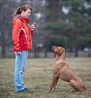 escuela de adiestramiento df