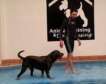 guardería canina CDMX