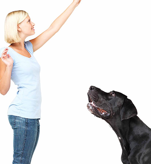 curso de obediencia canina en CDMX