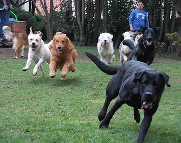 entrenamiento para perros CDMX