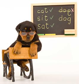 escuela para perros CDMX