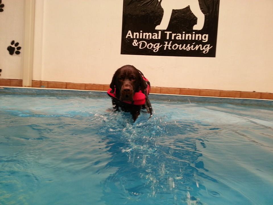rehabilitacion canina en alberca