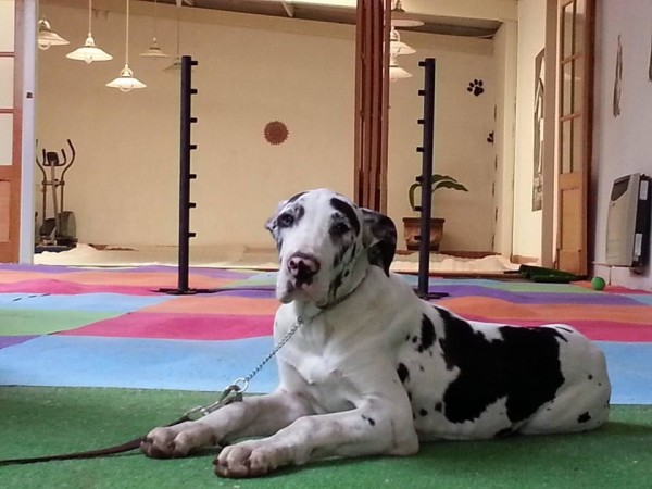 Hotel para perros df