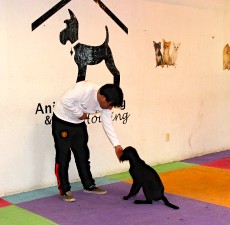 escuela para perros CDMX