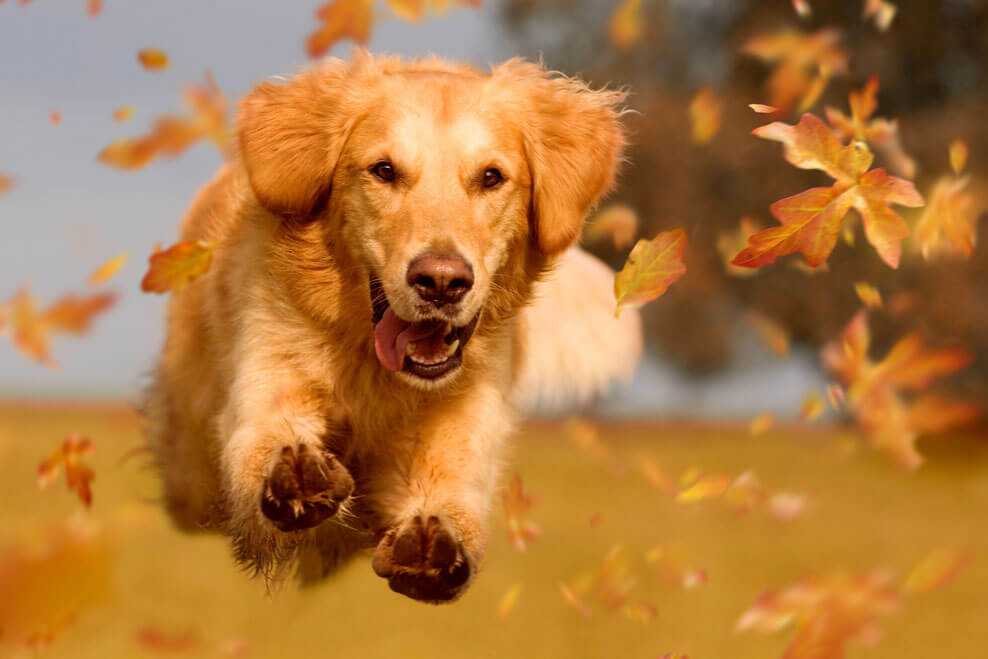 Adiestramiento canino CDMX