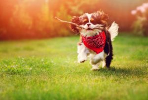 Entrenamiento para perros CDMX