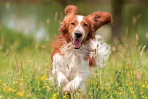 adiestramiento canino CDMX