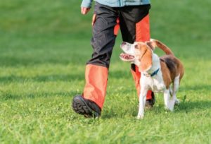 Entrenamiento para perros CDMX