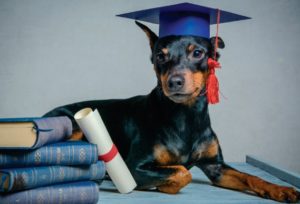 Adiestramiento canino CDMX