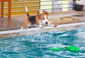 Fiesta de perros en alberca