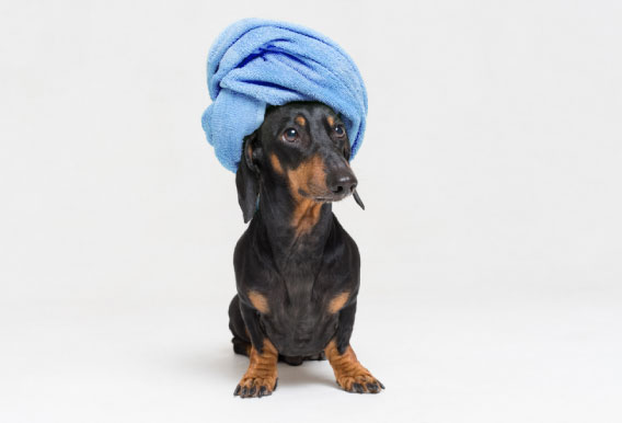 Fiesta de perros en alberca