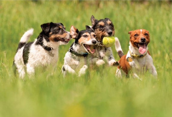 Entrenamiento para perros CDMX