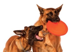 Adiestramiento canino CDMX