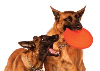 Adiestramiento canino CDMX