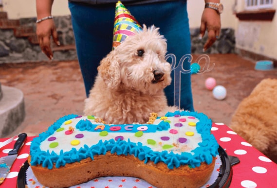 Fiesta de perros en alberca