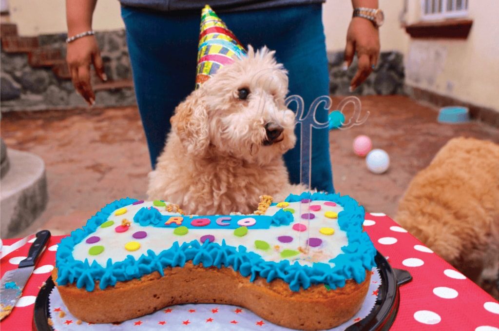 entrenamiento para perros CDMX