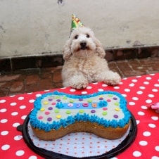 hotel para perros CDMX