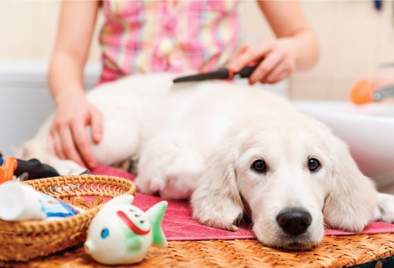 Adiestramiento canino CDMX