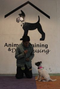 adiestramiento canino cdmx