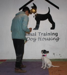 entrenamiento para perros cdmx