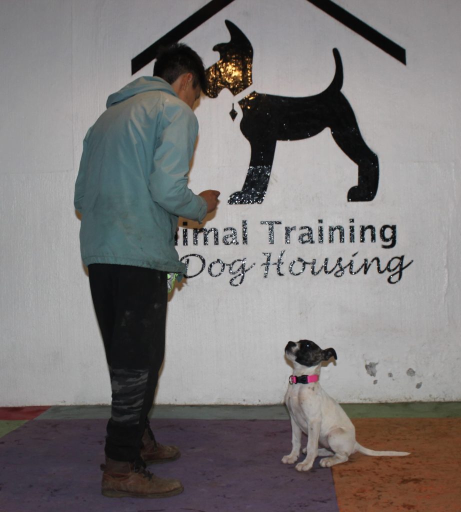 entrenamiento para perros cdmx