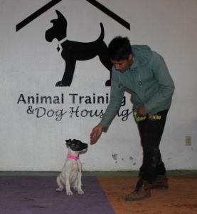 gimnasio para perros cdmx