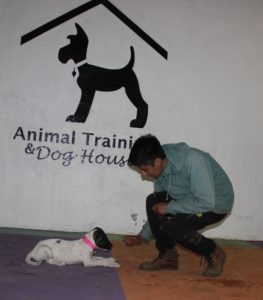 adiestramiento canino cdmx