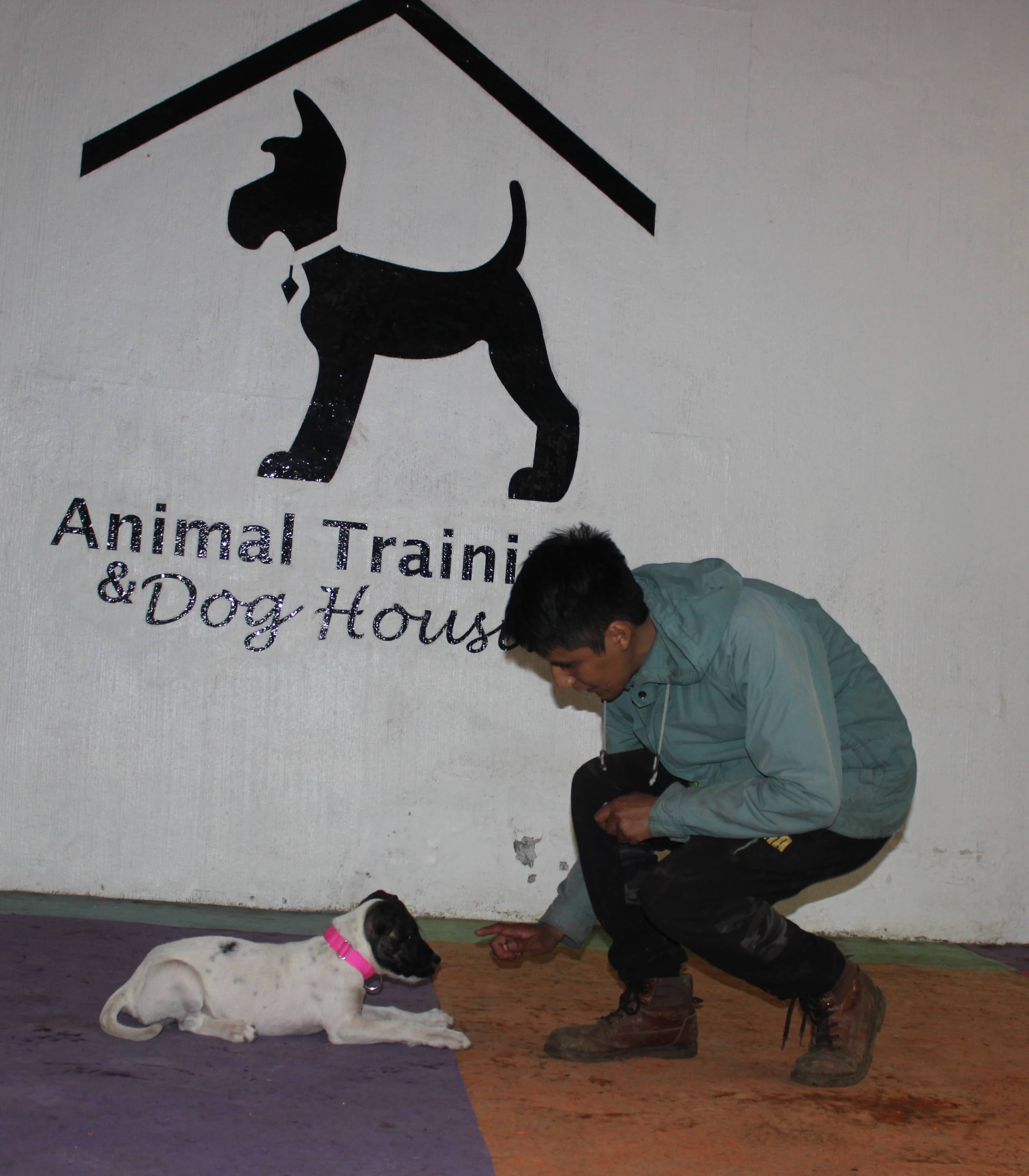 adiestramiento canino cdmx