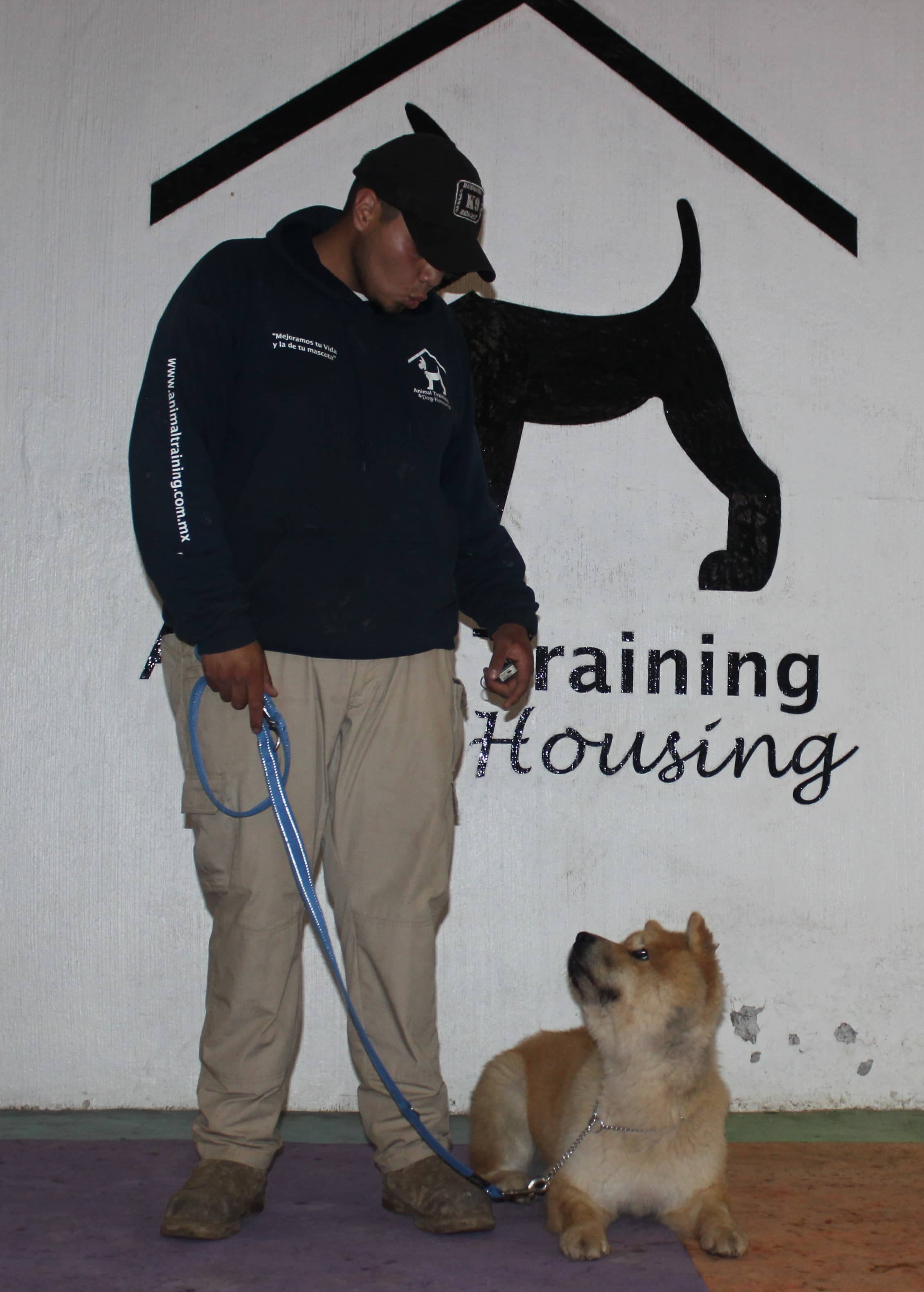 gimnasio para perros cdmx