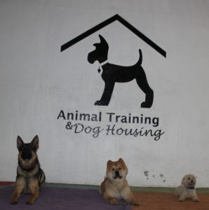 adiestramiento canino cdmx