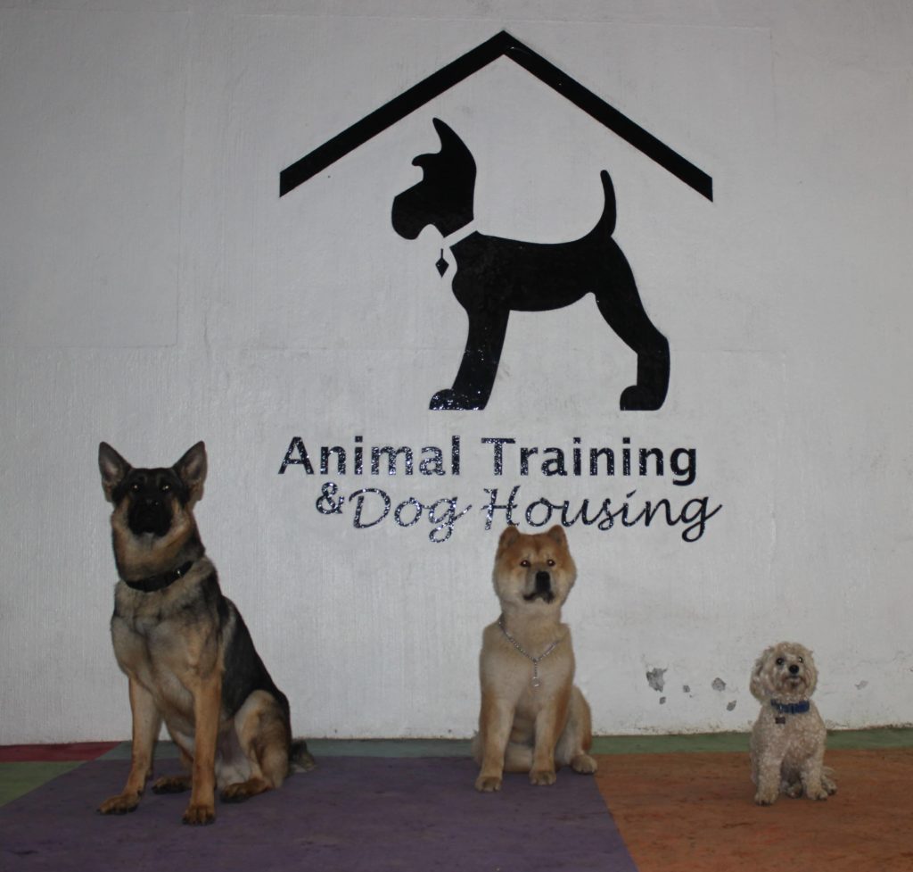 gimnasio para perros cdmx