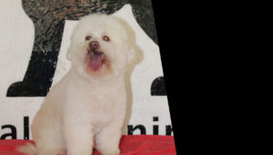 escuela para perros CDMX