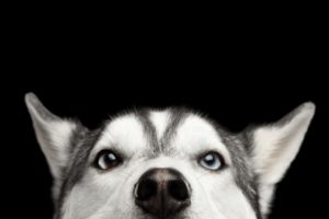 escuela para perros CDMX