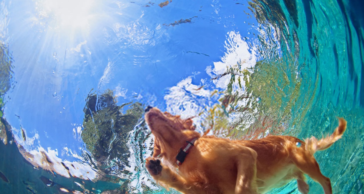 Adiestramiento canino CDMX