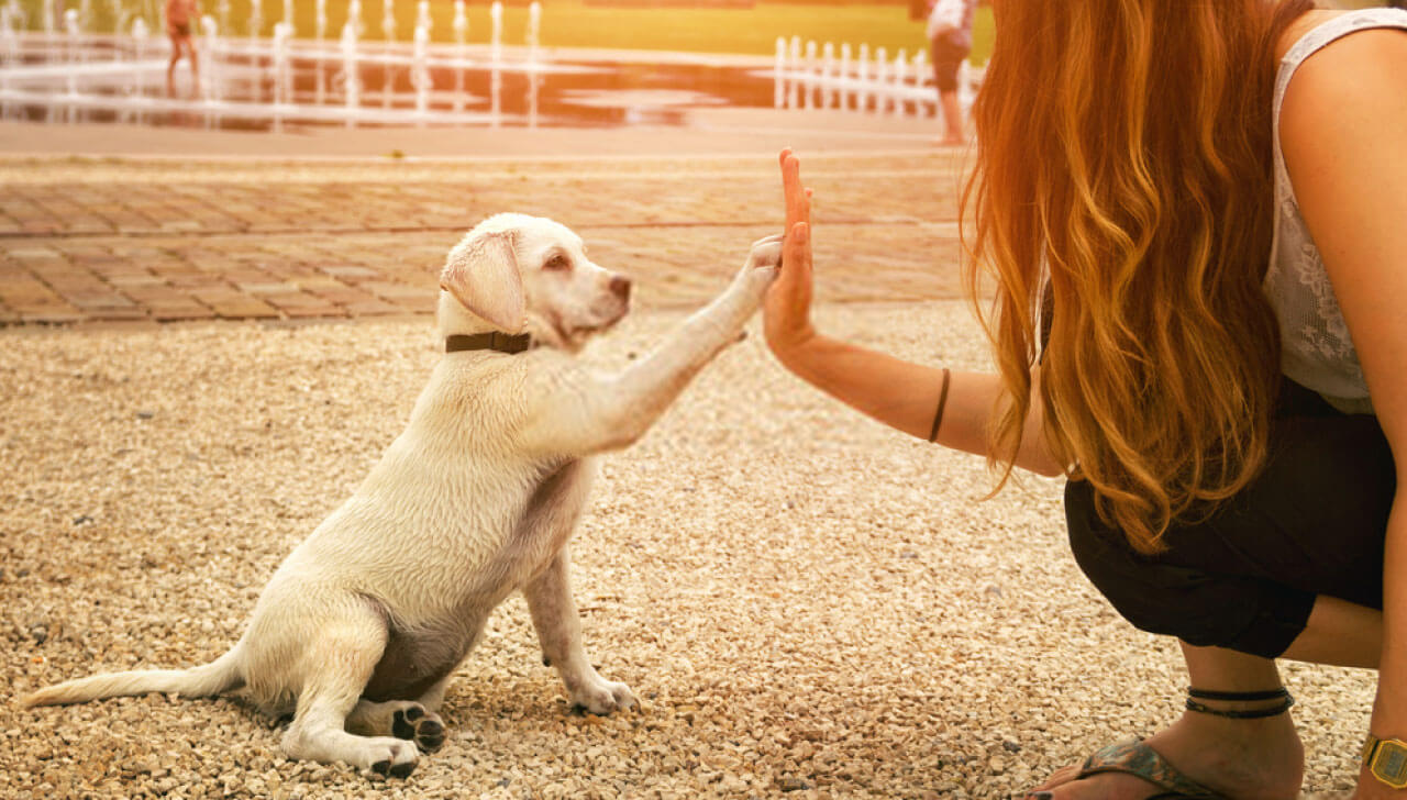 adiestramiento canino CDMX