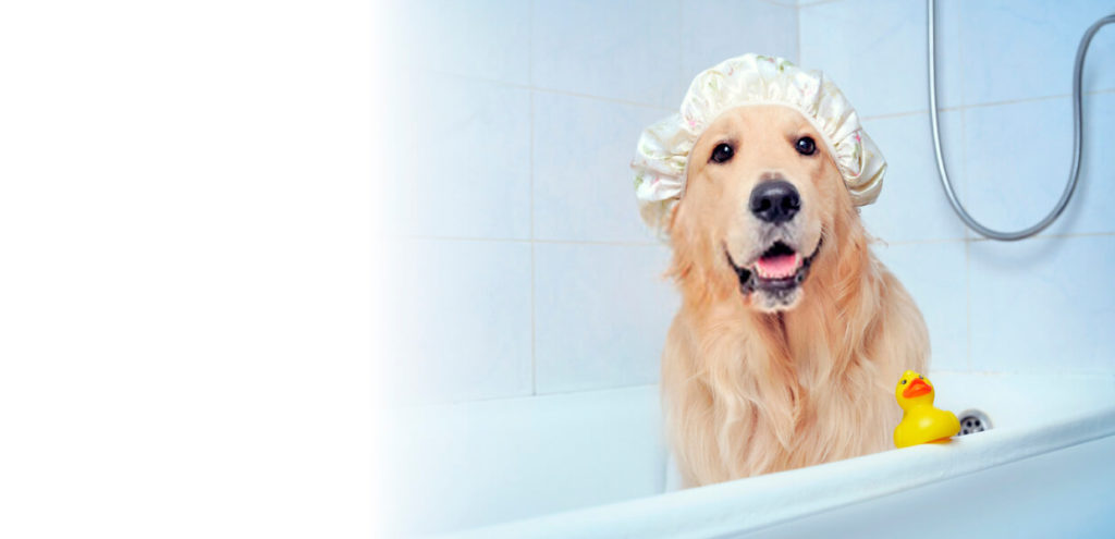 hotel para perros CDMX