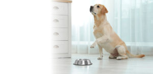 adiestramiento canino CDMX