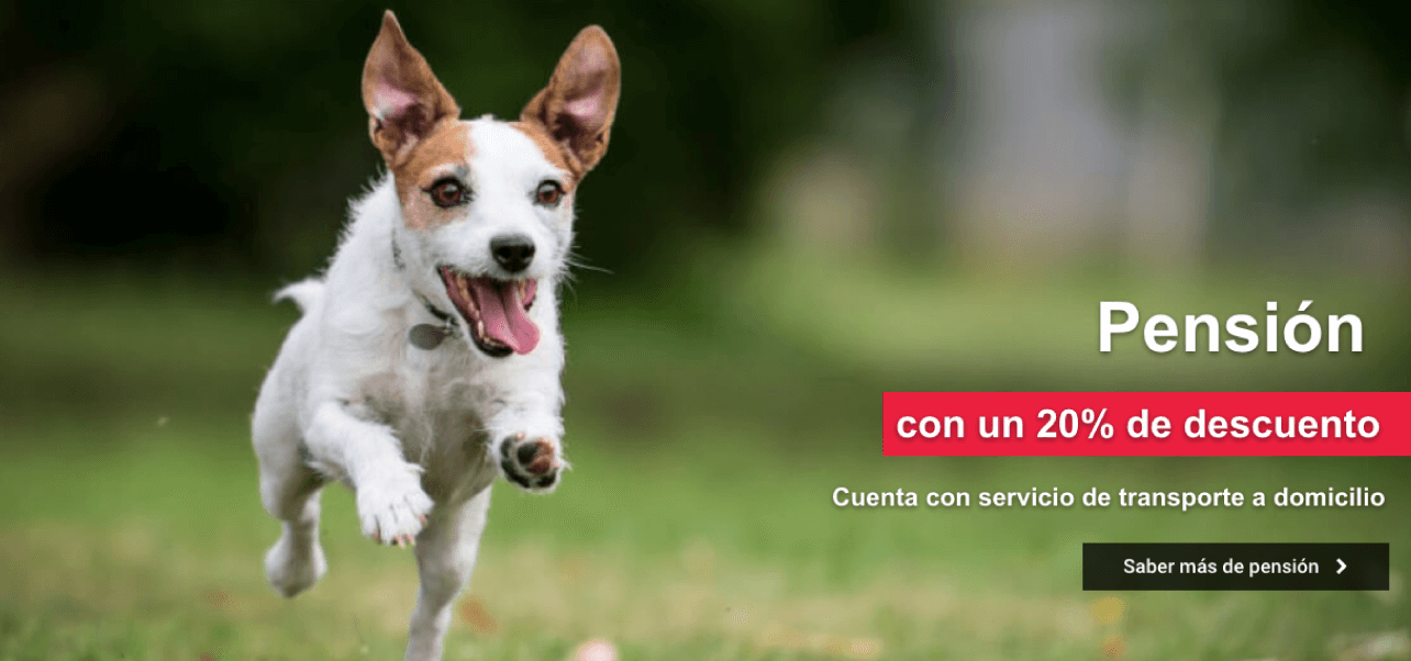 Adiestramiento canino CDMX