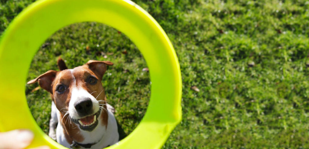 gimnasios para perros CDMX