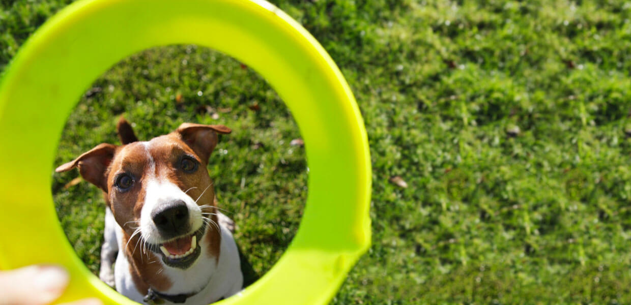 gimnasios para perros CDMX
