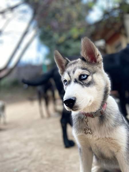 guardería canina en CDMX