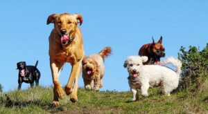 guardería para perros CDMX