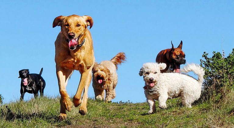 guardería para perros CDMX