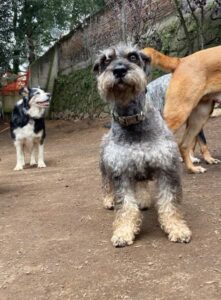 guardería canina en CDMX