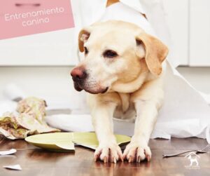 Adiestramiento canino