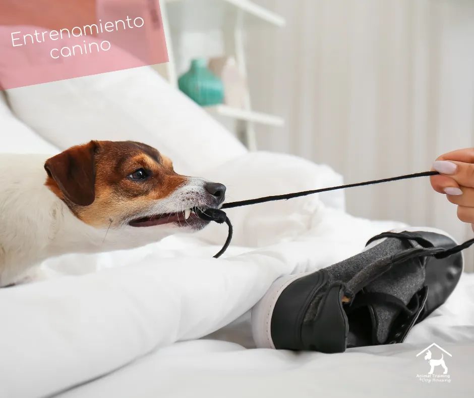 adiestramiento canino CDMX