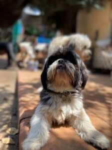 guardería canina en CDMX