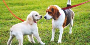 Adiestramiento canino CDMX