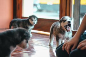guardería canina en CDMX